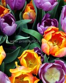 Анкета проститутки Карина - метро Дорогомилово, возраст - 34